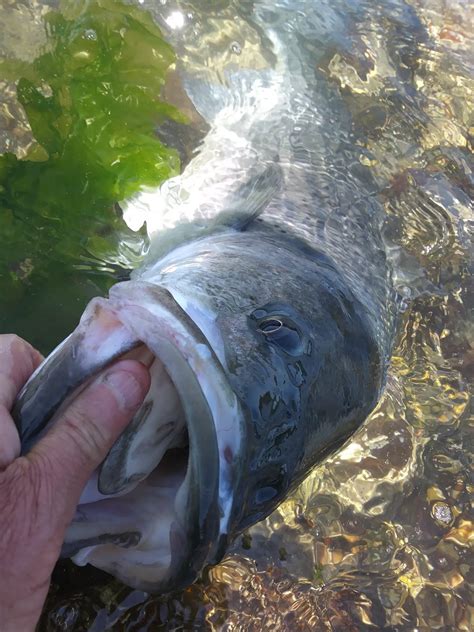 Rhode Island Striped Bass Tips For Catch And Release