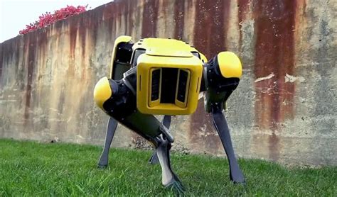 Robot Boston Dynamics Zamiast Farmerskiego Owczarka
