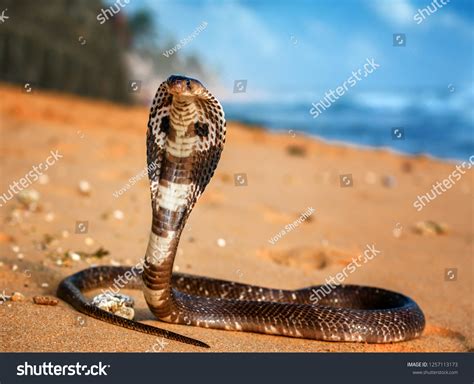 Cobra Teeth Over 476 Royalty Free Licensable Stock Photos Shutterstock