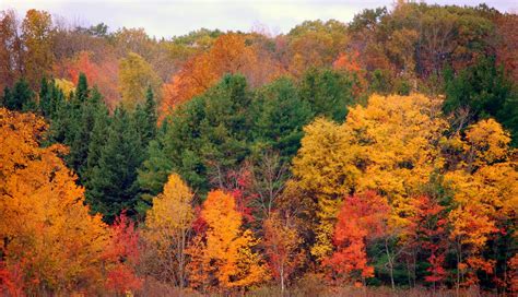 Mille Fiori Favoriti Leaf Peeping In Connecticut