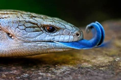 Blue Tongue Skink Facts Anatomy Diet Habitat Range