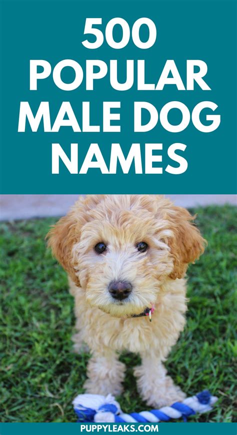 Types Of Dogs Name List Reviewprowrestling