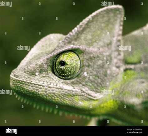 Chameleon Eye Detail Example Stock Photo Alamy