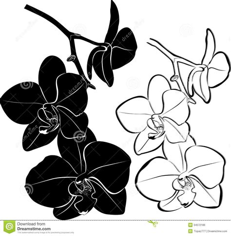 A beautiful duality contained in a single symbol, expressing the potential for gentle loveliness and crazy adventure. Google Search | Orchid drawing, Orchids, Flower drawing