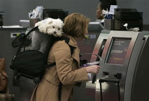 First things first, the paperwork. Allergic to Dogs on a Flight? What Travelers Need to Know ...