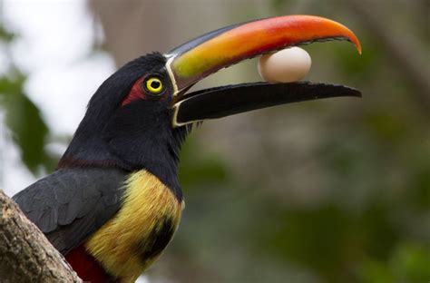 The Best Costa Rican Bird Photographers Birdwatching In Costa Rica