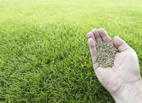 Choosing The Best Tall Fescue Grass Seed A Comprehensive Guide