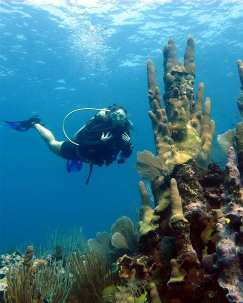 ปักพินโดย lobster pot dive center ใน scuba diving in grand cayman