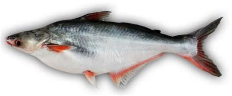 Get basa fish quotations from the most suitable suppliers for your business. Indian Pangas Fish, पंगेसियस फिश in Jangpura Bhogal, New ...