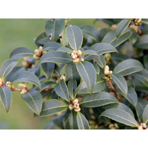 Osmanthus X Burkwoodii Halbstamm Frühlingsduftblüte