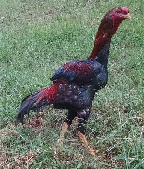 Organ meats are incredibly nutritious, and they offer far more nutritional value than. How to Raise the Towering Malay Chicken - Backyard Poultry