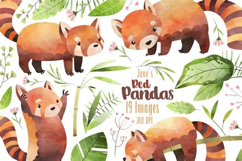 Watercolor Red Pandas Clipart Creative Daddy