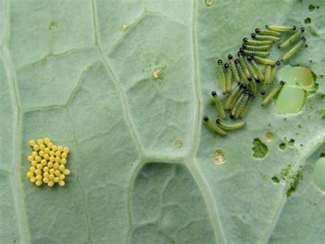 Butterflies taste by their legs. Large white | WikiGardener | FANDOM powered by Wikia