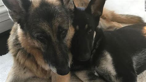 Joe Bidens German Shepherd Dog Has Aggressive Incident And Is Sent