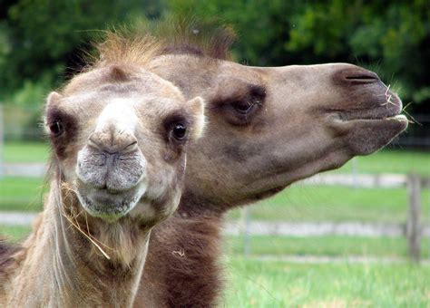 What is a camel with 2 humps called answer bactrian. Bactrian Camels - Camelus bactrianus image - Free stock ...