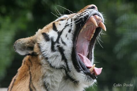 Tiger Teeth De Colin Poole Redbubble