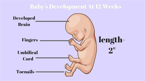12 weeks pregnant ultrasound pictures. 12-weeks-pregnant-baby's-development-Info-graphic.jpg ...