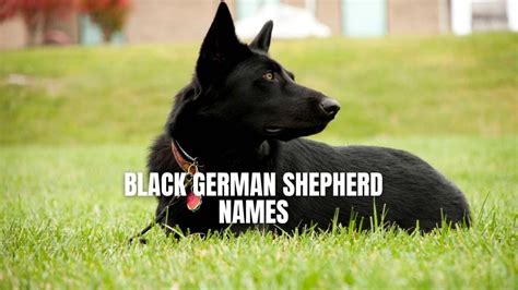 Black German Shepherd Names List Of 1000 Names Gsd Colony