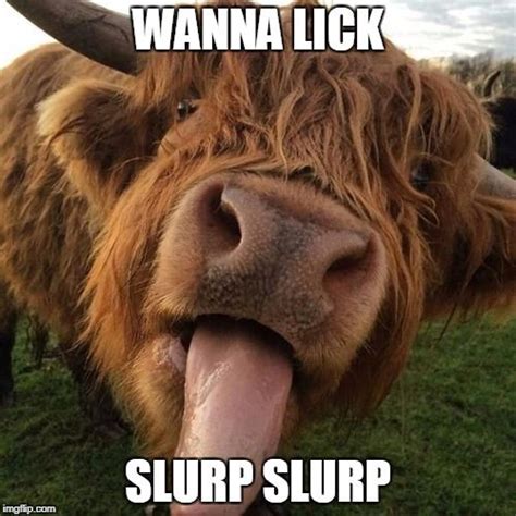 Slurpy Meme Generator Imgflip Fluffy Cows Cute Baby Cow Animals Wild