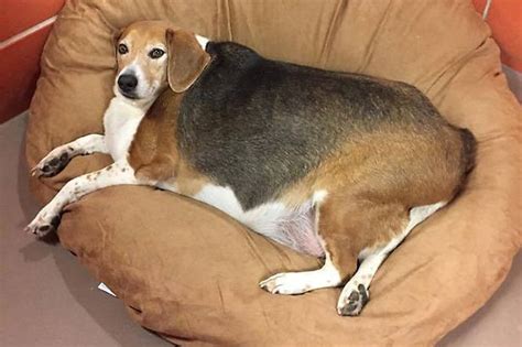 Your Beagles Dog Is Fat You Know What Your Ideal Weight Is Sonderlives