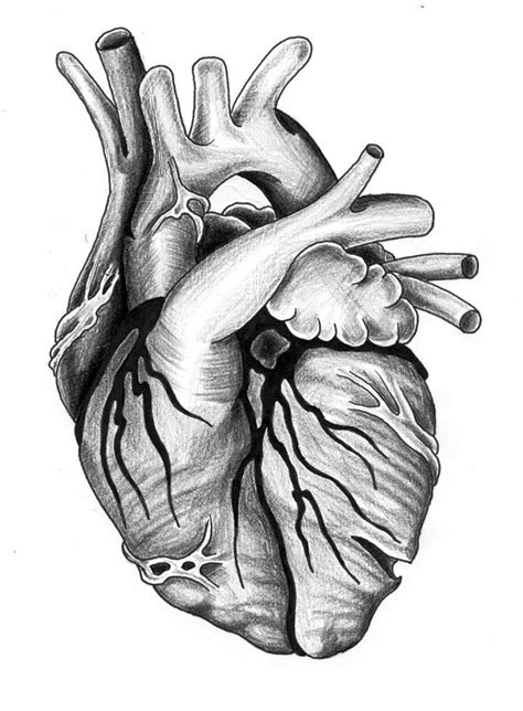 The 33 Best Images About Actual Heart Outline Tattoo Design On