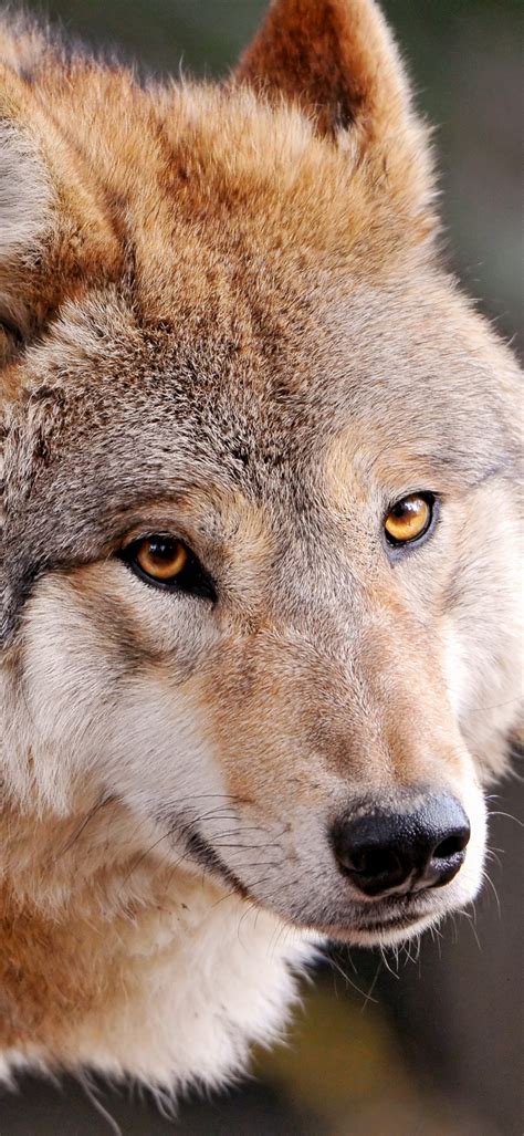 Wolf Wallpaper 4k Wild Animal Zoo Canine Closeup Face Animals 3171