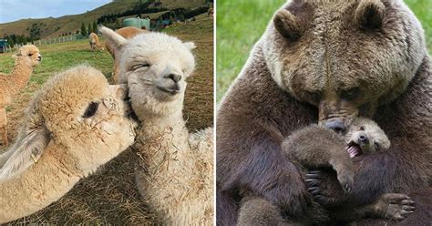 30 Adorable Photos Of Animal Babies And Their Moms That Will Make You