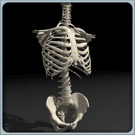 Human Torso Skeleton 3d 3ds