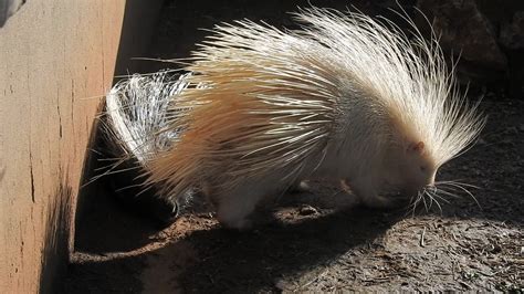 Super Cool Albino Porcupine Feeding Herself And Feeding He Flickr