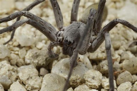 Baseball Sized Spider Discovered In Baja California Mine