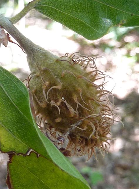 Hortical : hêtre - Fagus sylvatica - beuk