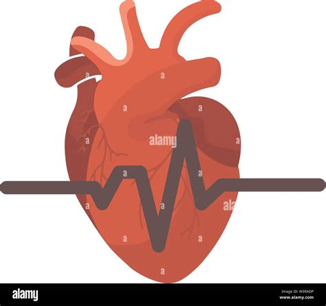 Cartoon Illustration Of Human Heart Anatomical Heart Isolated Heart