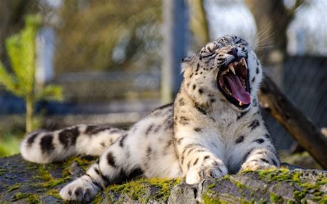 Snow Leopards Leopard Animals Nature Big Cats Open