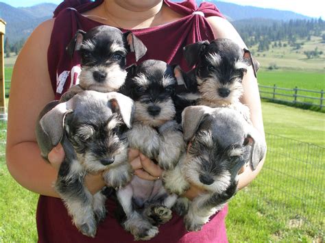 Miniature Schnauzer Puppies All Puppies Pictures And Wallpapers