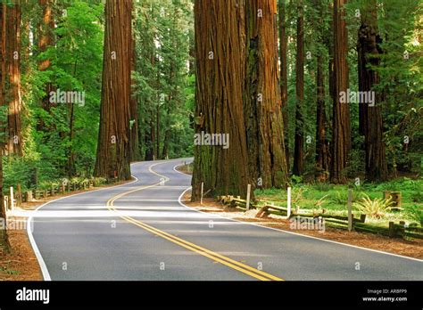 Highway 101 Winding Through Redwood Forest In Northern California Stock