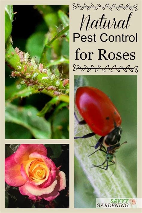 It is unusual to see the insects at work, but they make their presence known by the perfectly round holes cut near the edges of the leaves. Rose Pests: Identification and Organic Controls for the ...
