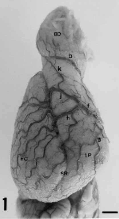 Vista lateral direita do hemisfério cerebral de Didelphis albiventris