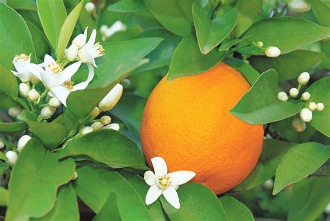 Tips for healthy citrus trees - The San Diego Union-Tribune