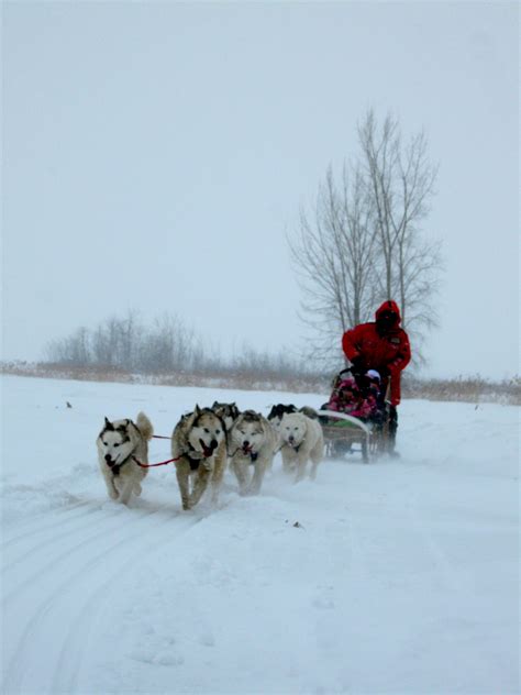 I Took My Daycare Children Dog Sledding Last Winter It Was Just Amazing