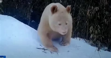 Worlds Only Albino Panda Caught On Film