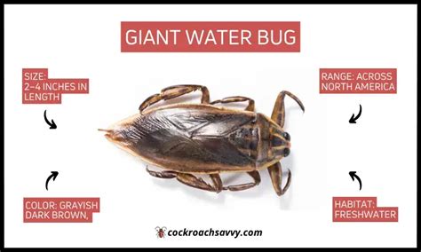 a water bug identification guide briefly explained with pictures