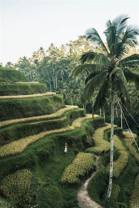 A Person Standing On Rice Terraces Pixeor Large Collection Of