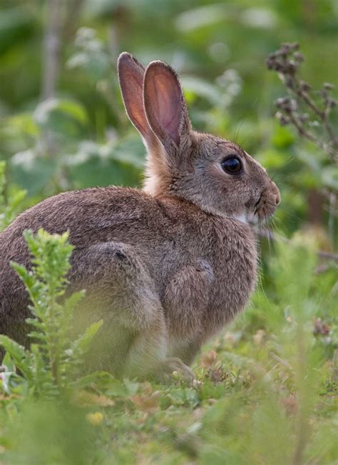 What Do Wild Rabbits Eat A Guide To The Natural Wild Rabbit Diet