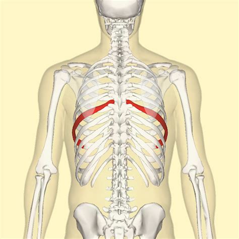 Rib Subluxation Kelley Spine And Sport