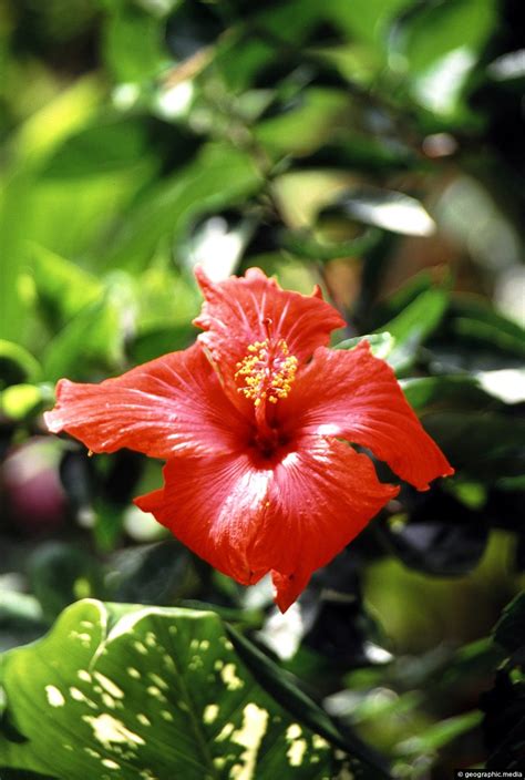 Hibiscus Rosa Sinensis Geographic Media