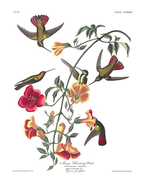 Mango Hummingbird John James Audubons Birds Of America