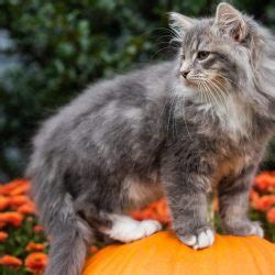 Black black with white, blue blue with white. Siberian cat coat colors and coat types | Figg and Prowle ...