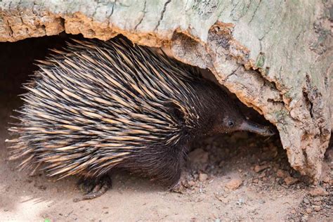 Mammals That Lay Eggs List
