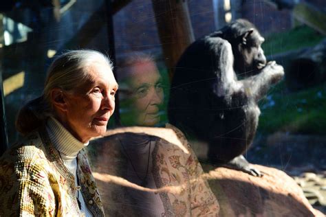 Jane Goodall On What Studying Chimpanzees Teaches Us About Human Nature