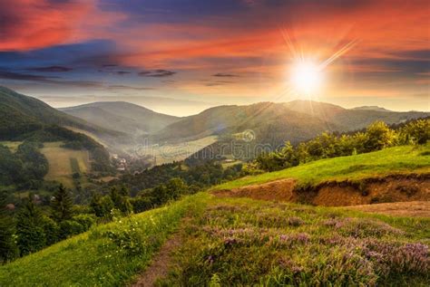 Flowers On Hillside Meadow With Forest At Sunset Stock Photo Image Of